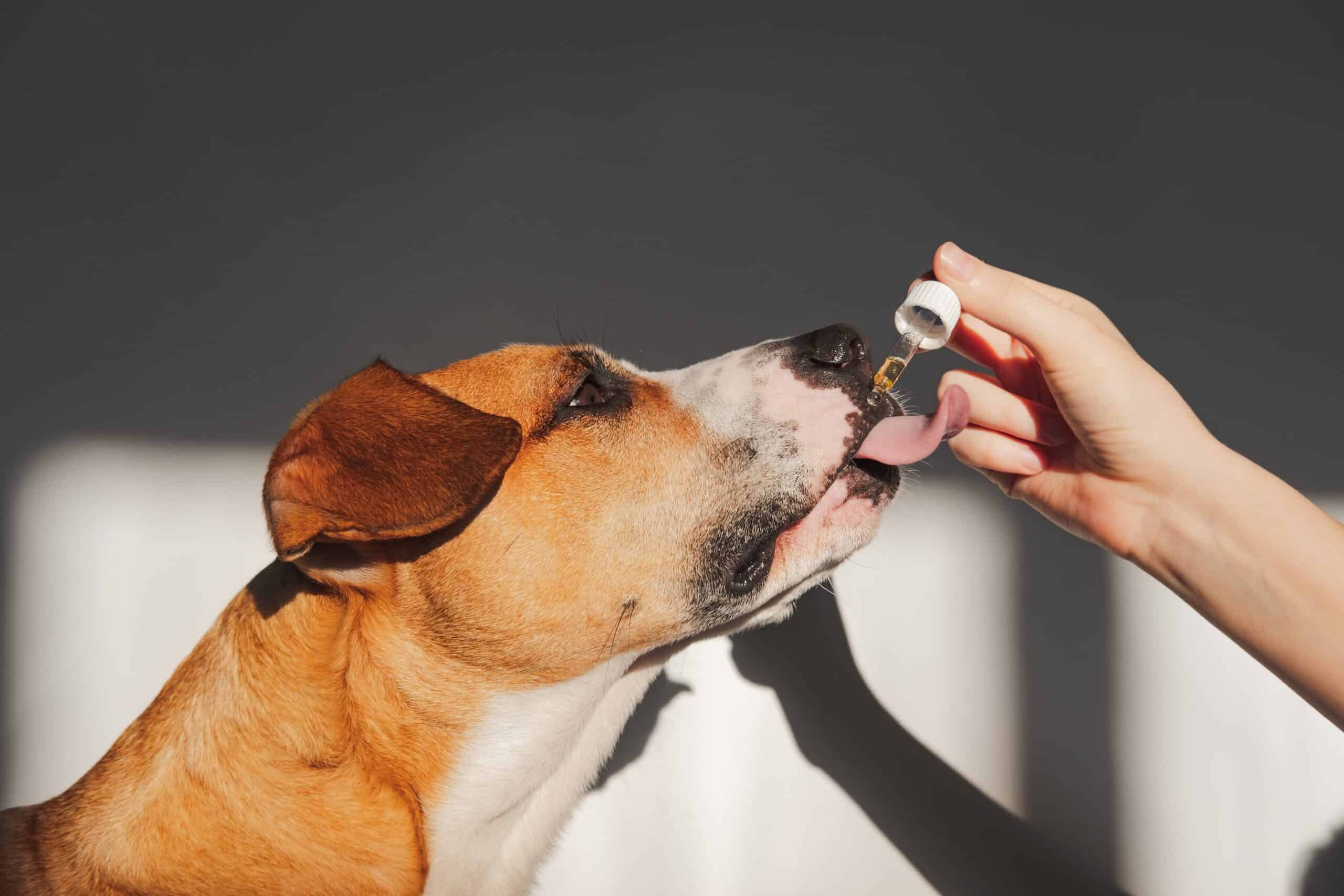 Benefits of THCA for Pets