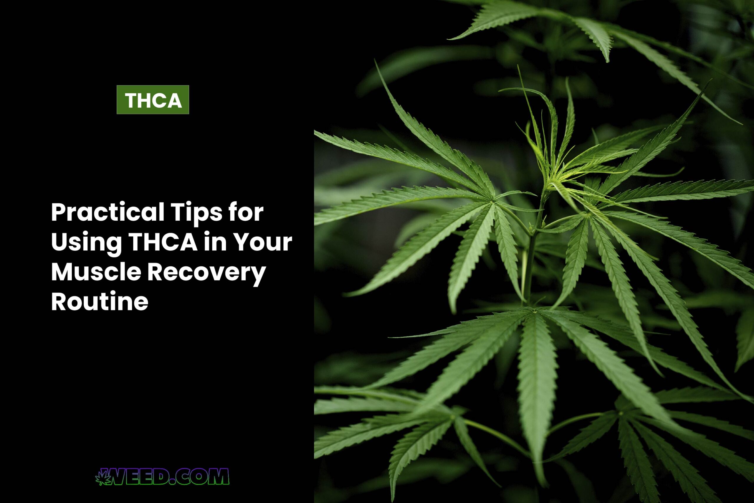 Practical Tips for Using THCA in Your Muscle Recovery Routine