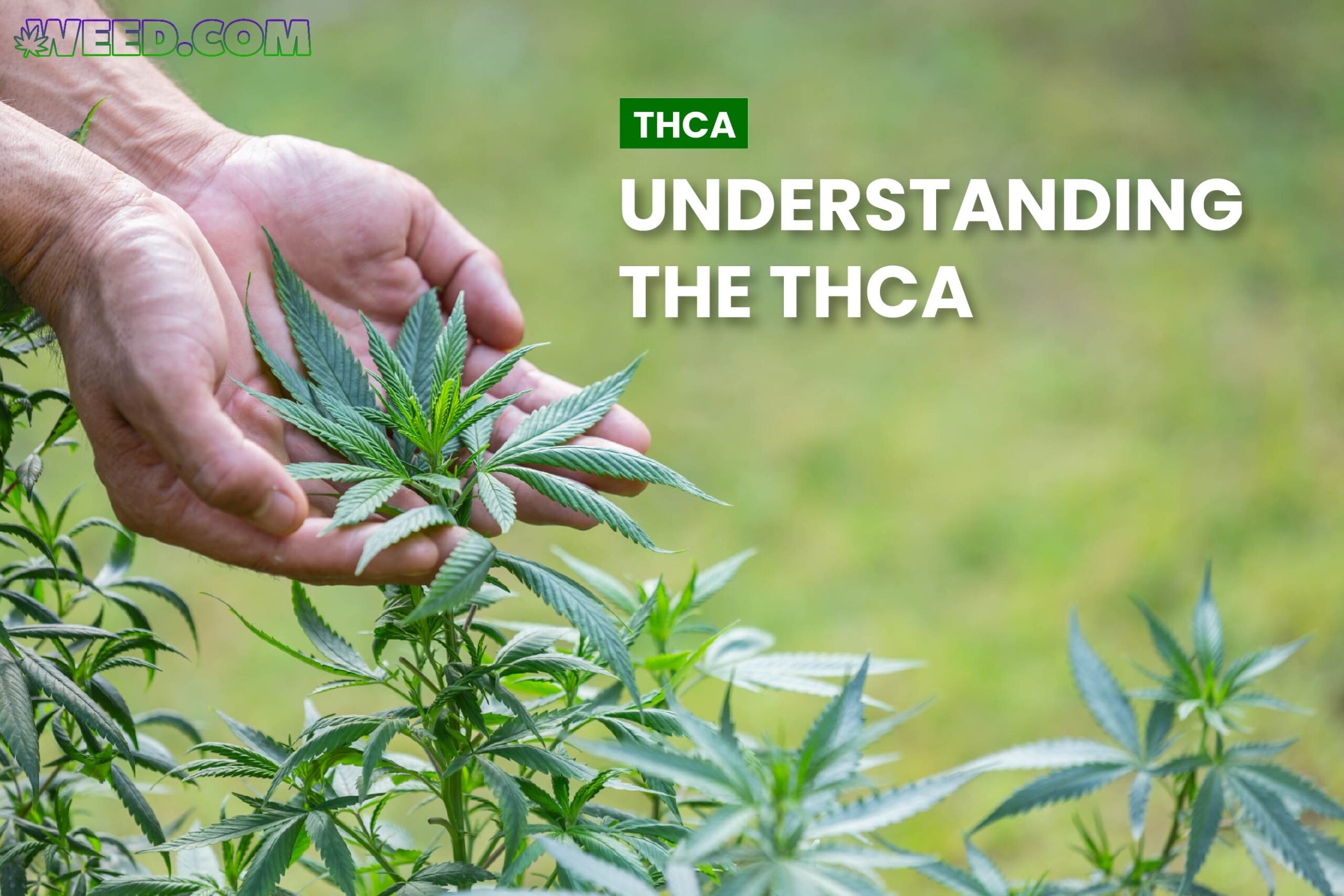 Understanding THCA: Basics and Benefits