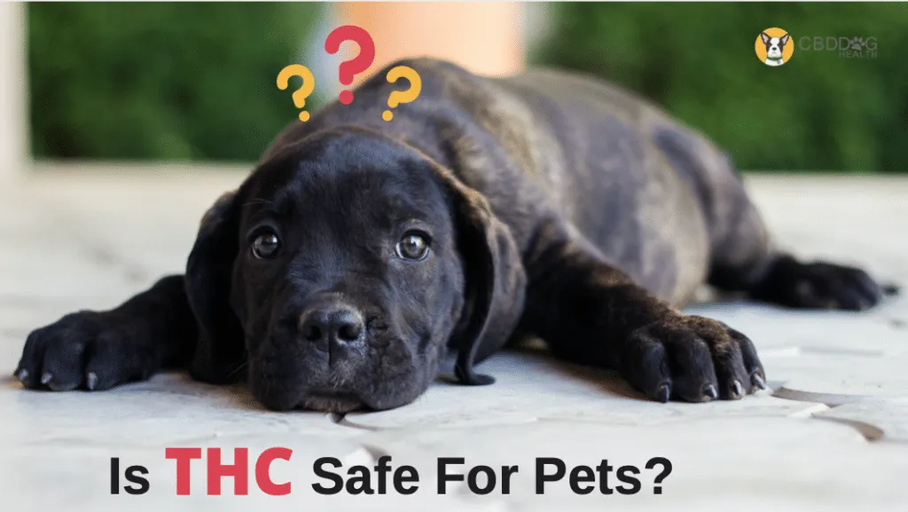 Featured image for “THCA for Pets: Safety and Benefits”