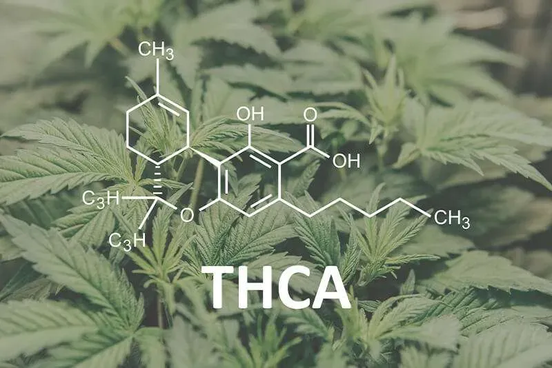 Featured image for “THCA Benefits: What Are the Health Benefits of THCA?”