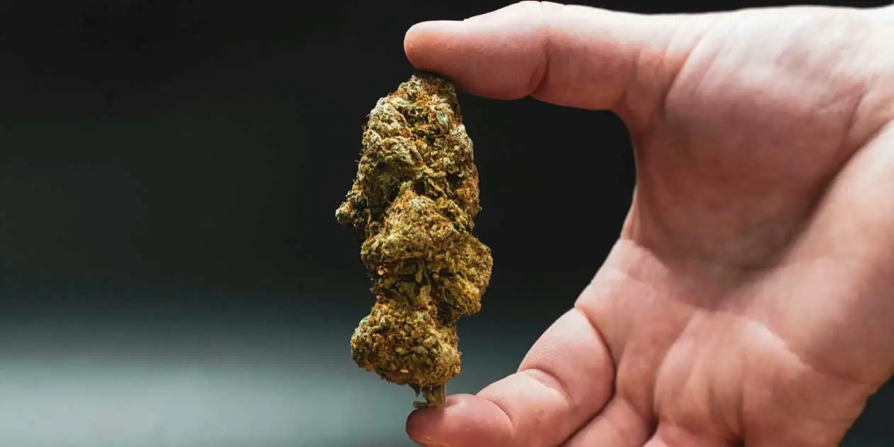 Featured image for “Indica vs Sativa for Pain”