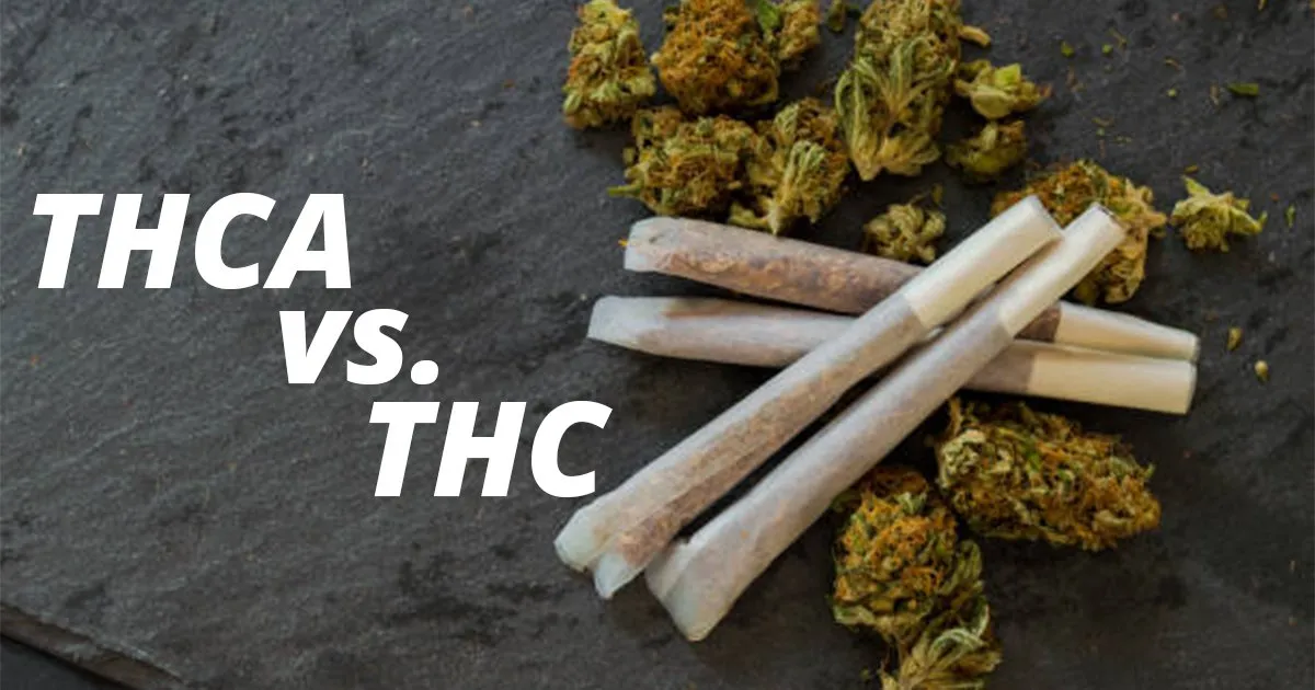 Featured image for “THC vs THCA”