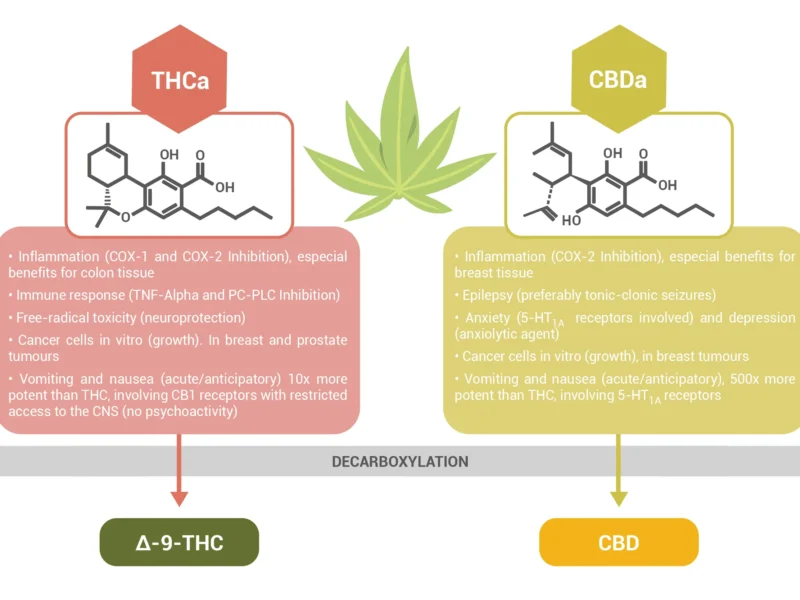 THC vs THCA