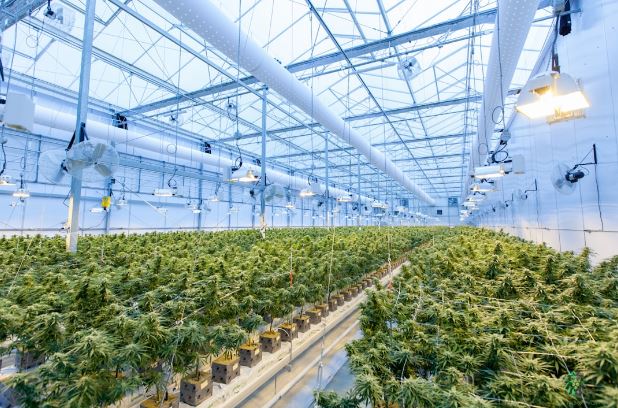 Why Cannabis Businesses Need Specialized Inventory Management Software