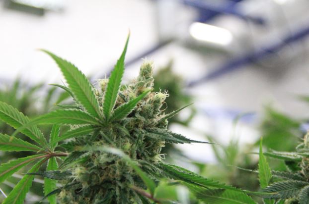 Consult with a Budtender or Doctor